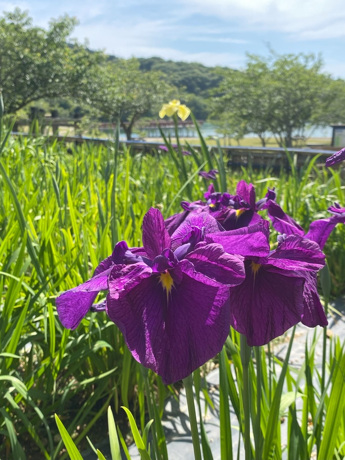 しょうぶ2